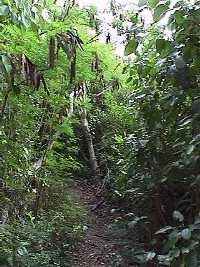 [Click to enlarge jungle path]