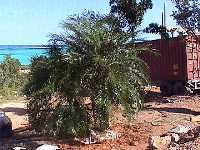 [Pygmy Date Palm - a triple]