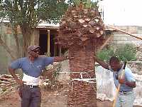 [Dekker and Stedroy plant canary palm]