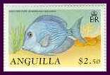 [Click to see many more Anguilla fish]