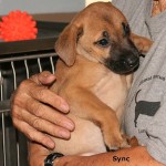 Sync, puppy at AARF