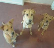 Anguilla Adopted Puppies
