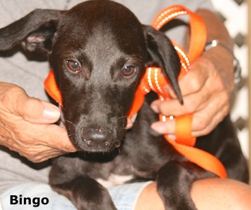 Bingo, puppy at AARF