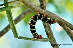 nature explorers anguilla's photo of a hungry caterpillar