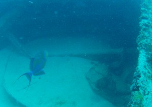 triggerfish in anguilla waters