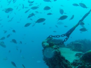 diving in anguilla