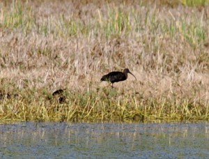 glossy ibis anguilla