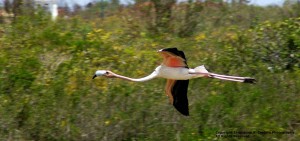 flamingo in flight in anguilla