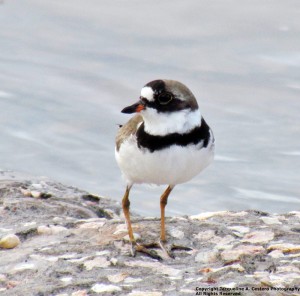 semipalmated plover