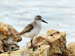 semipalmated sandpiper