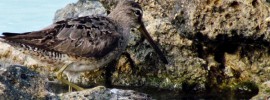 shorebird day findings in anguilla