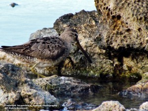 shorebird day findings in anguilla