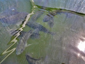 tilapia fish for aquaponics in anguilla