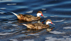 sightings on a nature explorers anguilla tour