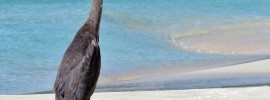 great blue heron in anguilla