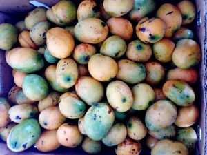 fresh mangos from anguillas jammin