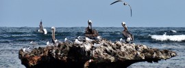 sea birds anguilla