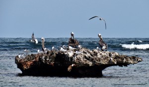 sea birds anguilla