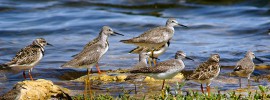 migrants nature explorers anguilla