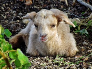 kid goat taken by nature explorers anguilla