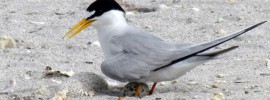 nesting season anguilla