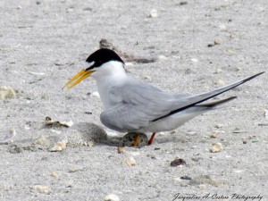 nesting season anguilla