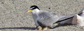 anguilla summetime chicks