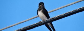 Juvenile Caribbean Martin - Anguilla, BWI