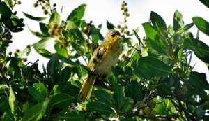 Juvenile Yellow Warbler - Anguilla, BWI