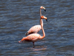 flamingos anguilla