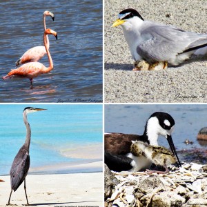 nature explorers anguilla