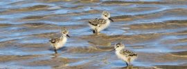 black necked stilt