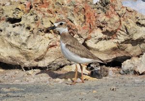 wilsons plover and chick